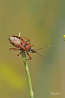 Rote Mordwanze (Rhynocoris iracundus)